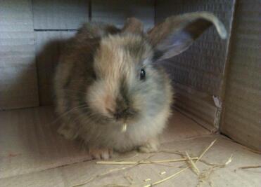Harliquin bunnies are so sweet and fluffy!