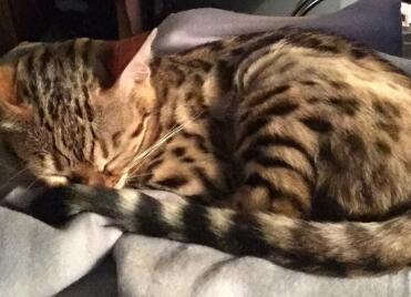 Bengal Kitten ... Sunshimmer Honey's Girl