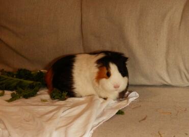 What a sweet little guinea pig!