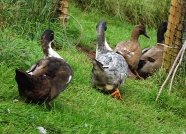 Ducks love walking