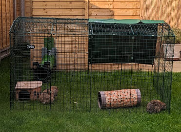 My bunnies enjoying their Zippi run
