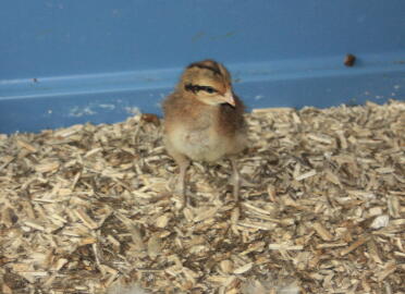 Welbar bantam chick