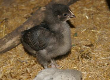 Oliver chick, wheaton blue marans 7 weeks