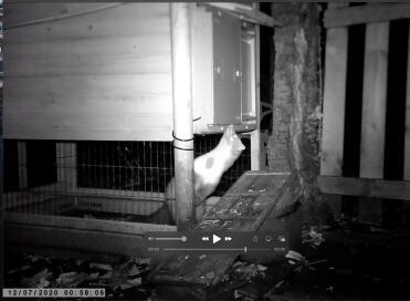 Fox at night