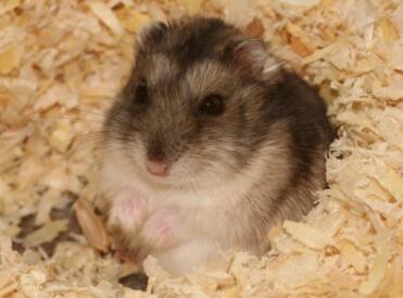 What an adorable dwarf hamster!