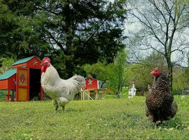 Old English Lavender Roo und Kuckuckshenne