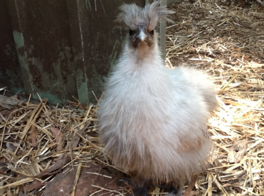 Signor Mohawk