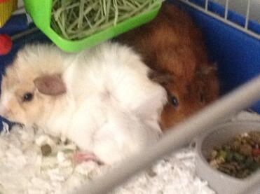 Meine Babys
