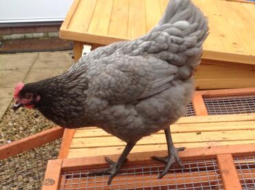 Bluebelle Hybrid nach 19 Wochen