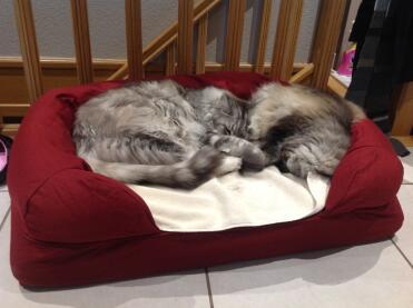 As soon as received, as soon as adopted ...... they do not leave it.