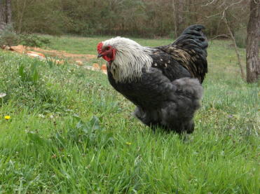 Blauer brahmakokkenvogel 