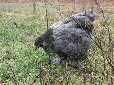 Blaues brahmahuhn