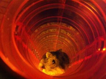 Tom in action climbing tunnel of omlet  cage