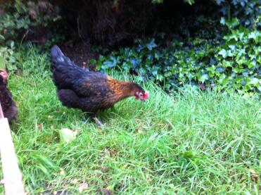 Miss pepperpot erkundung von