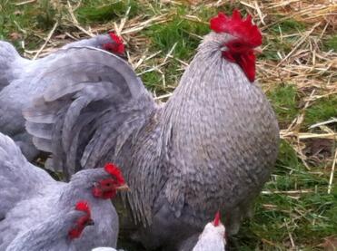 Lavendel Pekin