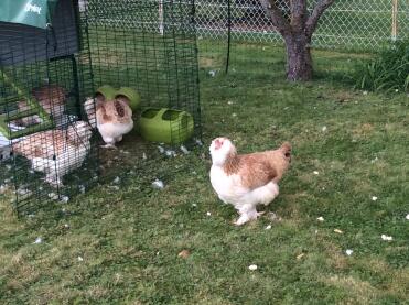 Galline tedesche di 5 mesi.
