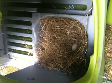 Ethel's first egg