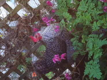 Fifi in the flowerbed