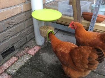 Das neue vogelfutterhaus von singenden freunden ist ein hit bei den damen!