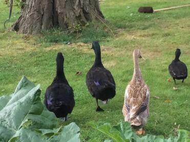 Die enten!
