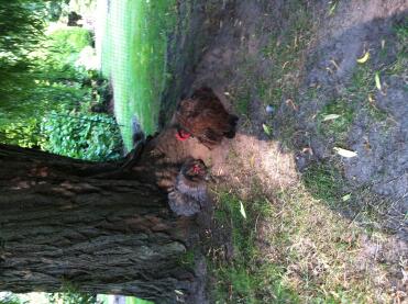 Under the shaggy willow