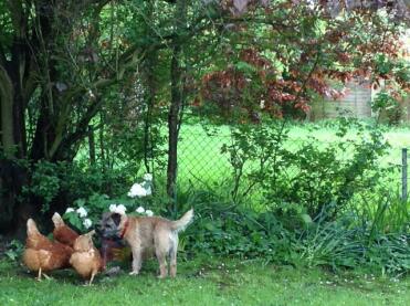 Molto felice che il border terrier e le galline possano stare insieme in libertà!