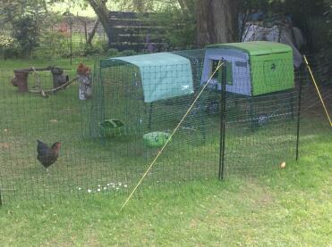 Chickens love to have plenty of space to roam!