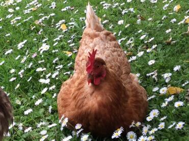 Gänseblümchen unter den Gänseblümchen