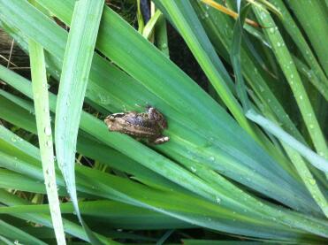 Babyfrosch
