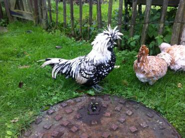 Chickens are great pets