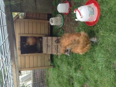 In the garden