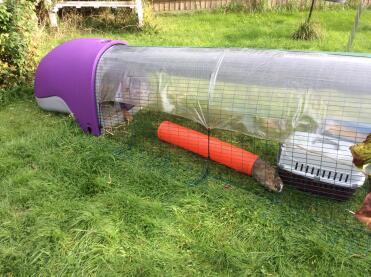 Bam ich der niederländische zwerg, der den tunnel benutzt