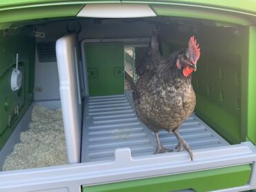Keeping Mabel safe with her auto door
