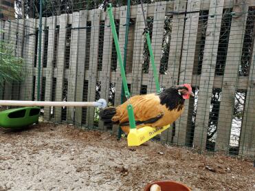 Chicken on Omlet Chicken Swing