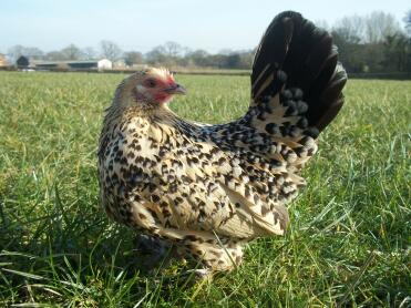 A lovely looking booted bantam chicken.