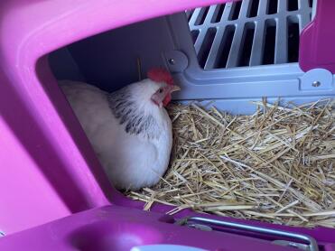 Egg-laying coconut