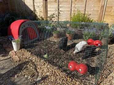 My new Eglu and Chooks - I’m so happy