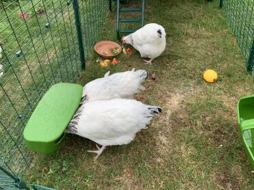 The chickens are hungry