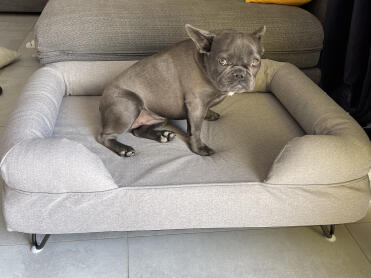 A grey dog sitting on the Omlet bolster dog bed.