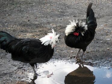 Young white crested black polish cockerels