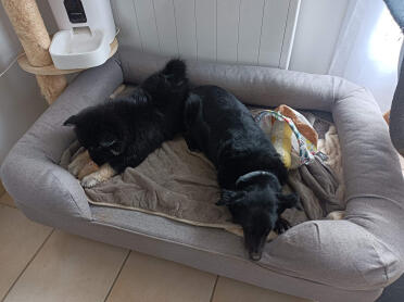 What a pleasure to rest after a game