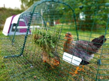 These chickens love eating their greens!