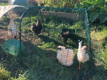 Chickens loving the extra metre extension