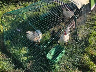 Extra Eglu Go metre all built and now being used...