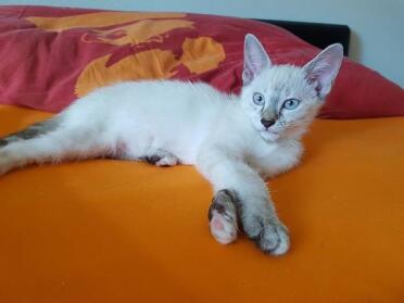 Bounty discende da due 1/2 siamesi, ma assomiglia molto di più a un siamese che a un gatto domestico! 