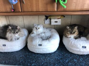 3 wise cats