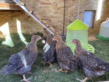8 week old bielefeld chickens 