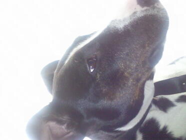 Mollie
