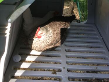 Una gallina molto malinconica, definitiva dovrebbe usare il segno 'beware chicken' ora 