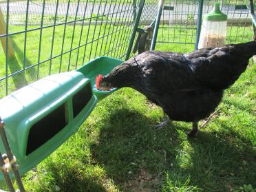 Chicken investigating feeder